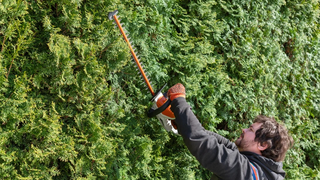 hedge trimming service