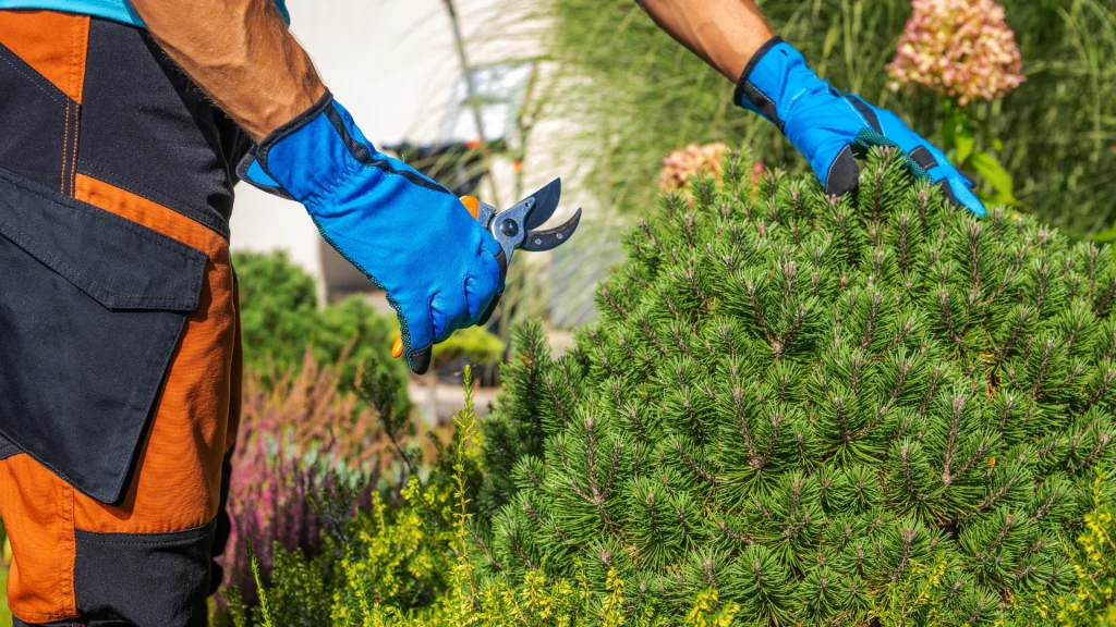 garden maintenance service